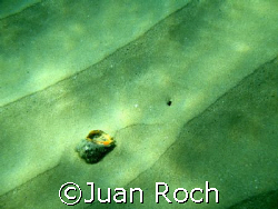only fantasy by Juan Roch 